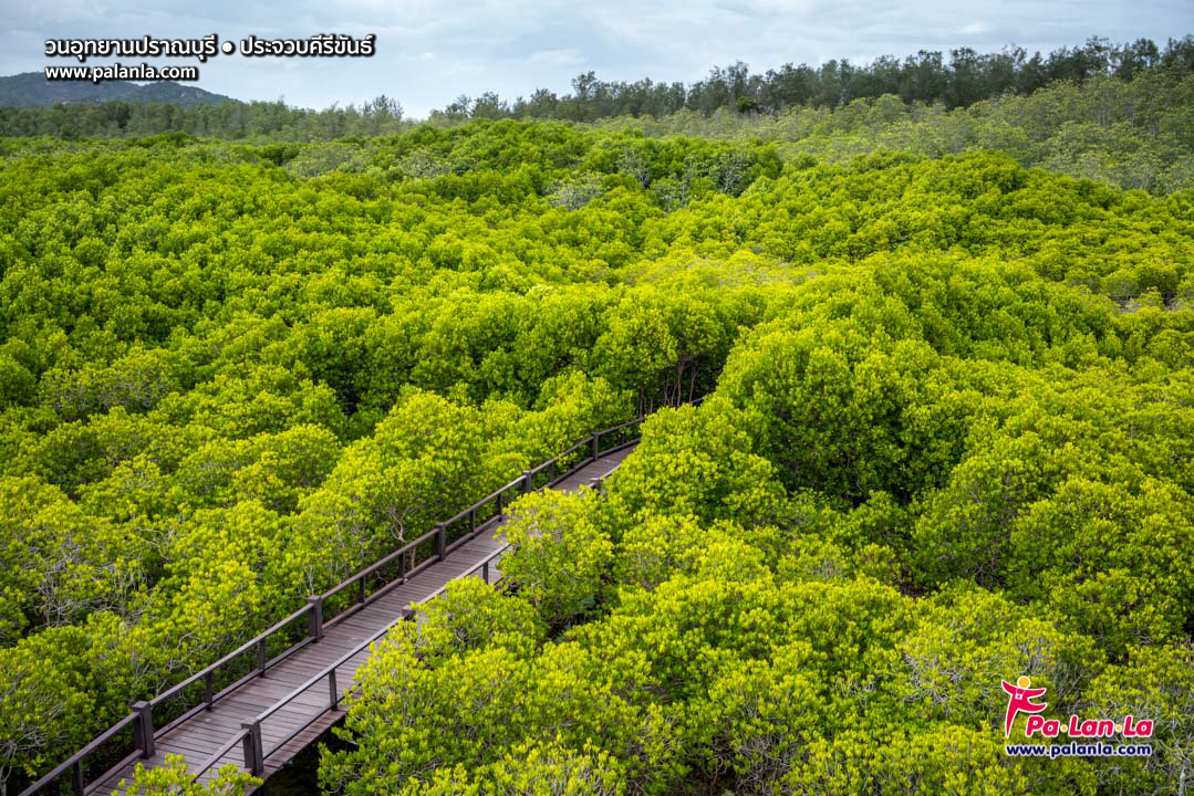 Pran Buri Forest Park